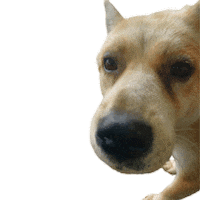 Dog 강아지 Sticker