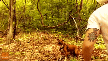 Man and Dog Find Perfect Vine Swing in the Woods