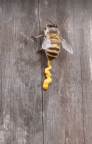 cuteanimalland giphyupload GIF