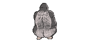 kameronian fart gorilla farting kameronians Sticker