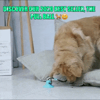 PuppyLovely dog hi dogs shop GIF