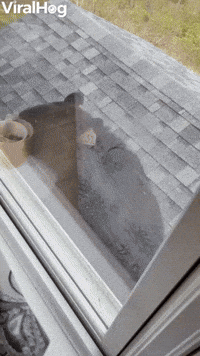 Bear Applies as Window Washer