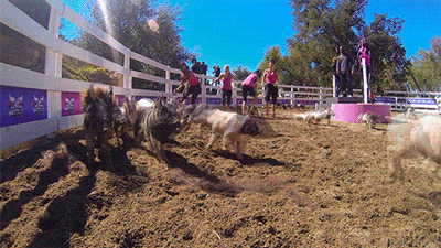 bad girls club lol GIF by Oxygen