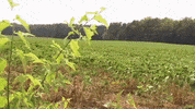 GIF by PETA