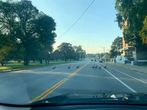 misciel geese GIF