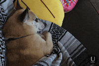 netflix dog GIF by U by Kotex Brand