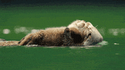 wild animals GIF by PBS