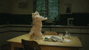 Dancing Cat GIF by Mountain Dew