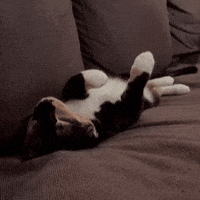 Dance Cat GIF