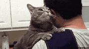Cat Snuggle GIF by moodman