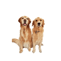 Golden Retriever Cancer Sticker