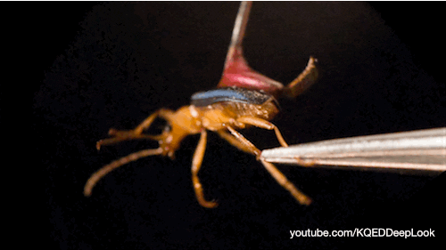 GIF by KQEDScience