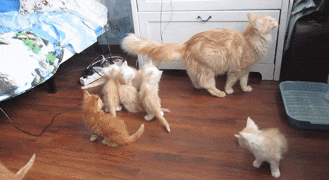 kittens GIF