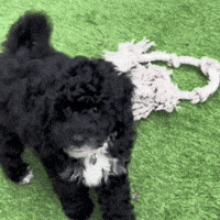 Caught Red Handed Oops GIF