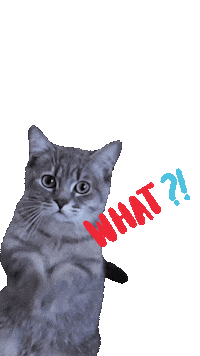 Cats Wow Sticker by Carlo Piccinno