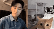 San Cat GIF
