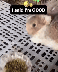 Im Good No Thank You GIF by Respective