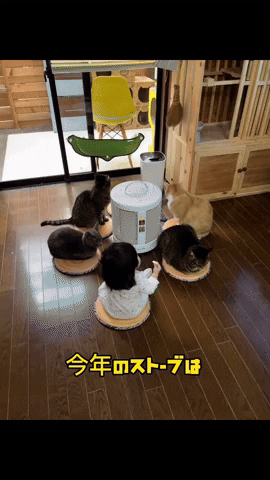 cuteanimalland giphyupload GIF