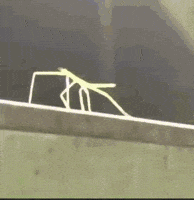Stick Stickbug GIF