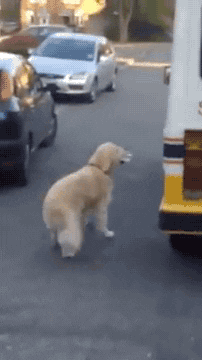 ice cream dog GIF