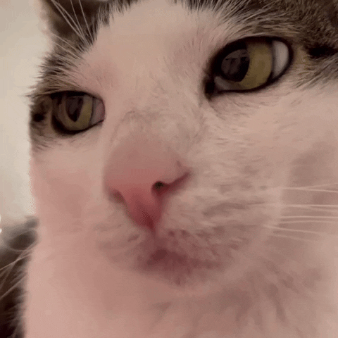 monkeycatluna crunchycatluna crunchycat luna judgy cats cat GIF