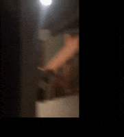 euronews bear house california mammoth lakes GIF