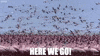 here we go flamingo GIF