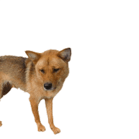 Dog Ignore Sticker
