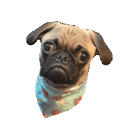Robert Zimmerman Pug Sticker by Geekster Pets
