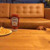 Wiener Dog Heinz Ketchup GIF by Heinz