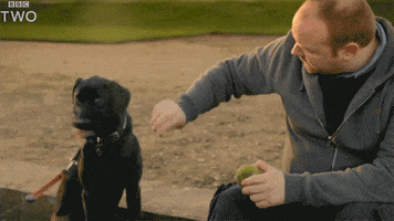 bbc dog puppy bbc high five GIF