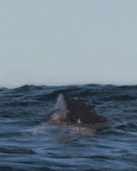 Independence Day Usa GIF by Shark Week