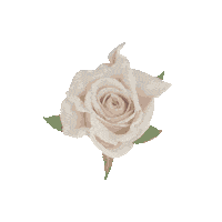 Flower Rose Sticker by Ted Baker