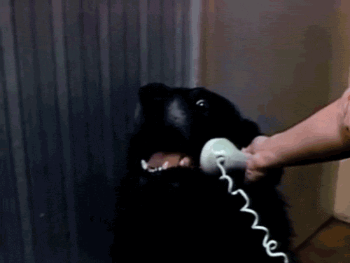 Dog Phone GIF