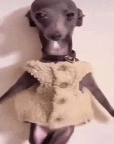 Dog Dance GIF