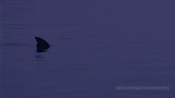Stay Out Shark Attack GIF by Reconnecting Roots