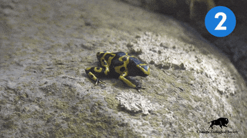 Dart Frog Jump GIF by Brookfield Zoo