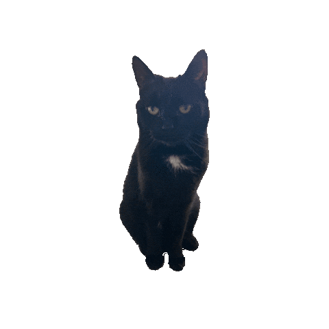 Excited Black Cat Sticker