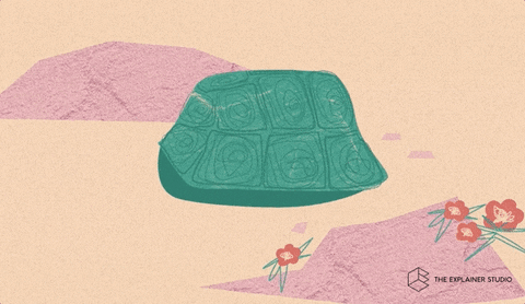Animation Turtle GIF by The Explainer Studio