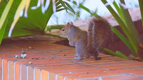 Im Out See Ya GIF by University of Florida