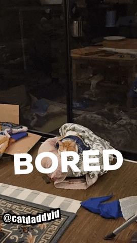 Bored Cat GIF by STAGEWOLF