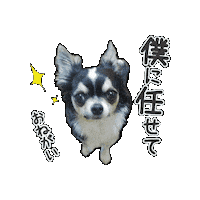 Chihuahua Sticker