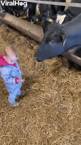 Cow Surprises Kid With A Lick GIF by ViralHog