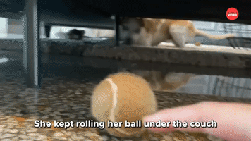 Rolling Her Ball Under The Couch