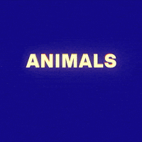 Animal Rights GIF by PETA