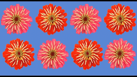 Pink Flowers GIF