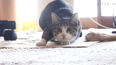 laikateam1 giphyupload GIF
