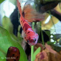 Betta Fish GIF by Matilyn