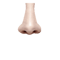 Nose Concept Sticker by Tereza Scardua