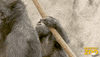 Family Snack GIF by Brookfield Zoo